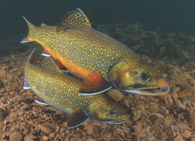 A wide angle underwater photograph of two brook trout swimming in a stacked formation, turning slightly..