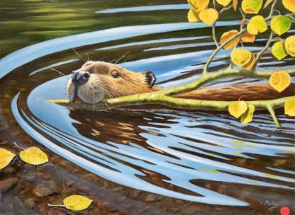 Beaver swimming with a branch in its mouth