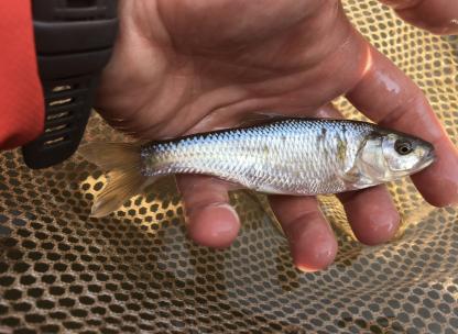 minnow dealers near me