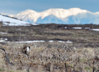 sage-grouse in from of mountains