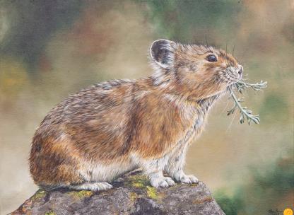 American Pika A painting of an American Pika on a rock with an out of focus background.