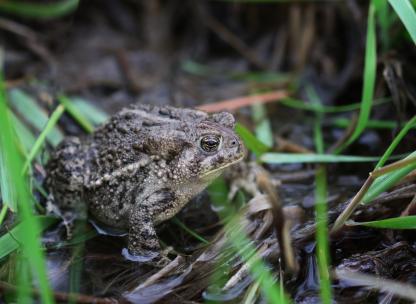 Wyoming toad in marsh