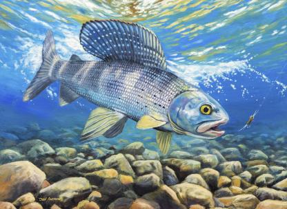"Sailfish of The North" Grayling artwork by Dan Andrews