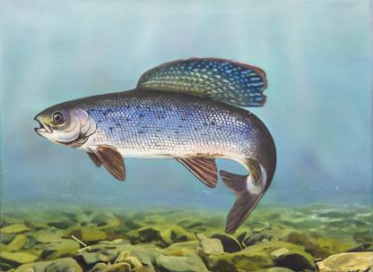 "Cold Creek Beauty" Arctic Grayling Artwork by Catherine Holt