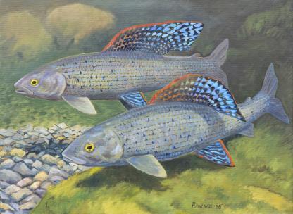 "Verdant Shallows" Arctic Grayling Artwork by Raymond Rawlings