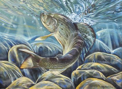 "Hooked" Arctic Grayling Artwork by Ginger McIntire