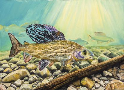 "Where the Grayling Sail Rises" Arctic Grayling Artwork by Lee Hoemann