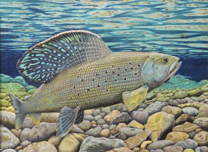 "Lady of the stream" Arctic Grayling artwork by Scott M. Donovan