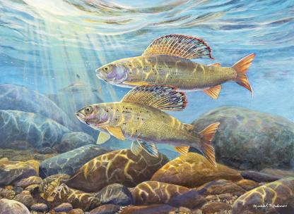 "Graylings on Patrol" Arctic Grayling Artwork by Micheal P. Ashmen