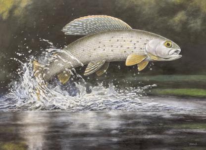 "The Leap" Arctic Grayling Artwork by Robert Mitchell