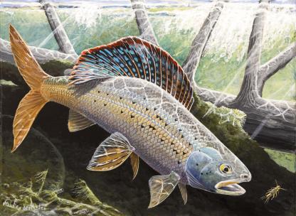 Arctic Grayling artwork by Mark Fredericksen