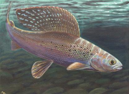 "Artic Twilight" Arctic Grayling Artwork by Mullen Absarokee