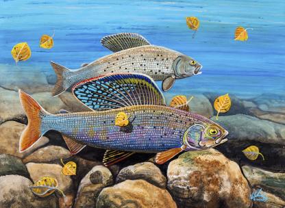 "Grayling Pair" Arctic Grayling Artwork by Lawrence Simons