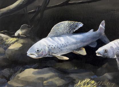 "I Hear We Smell Like Thyme" Arctic Grayling Artwork by Michael Patrick Bailey