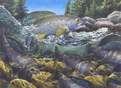 "Homecoming" Arctic Grayling Artwork by Emma Higby