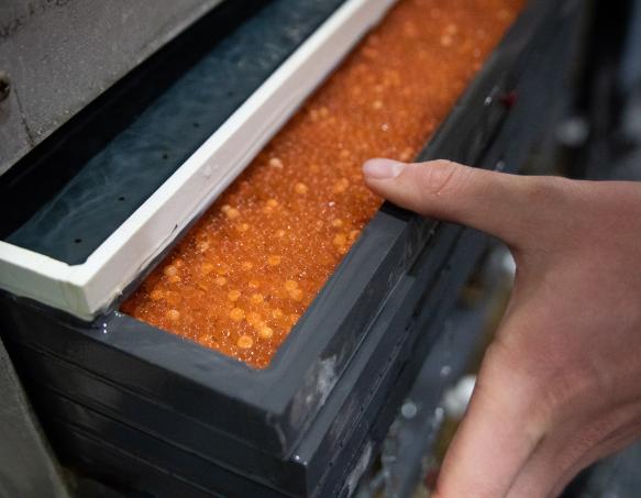 Bright orange fish in a drip incubator tray being pushed back into the drip incubator.