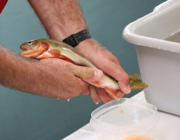 A close-up photo of a hatchery worker's hands squeezing eggs out of a female golden trout at the Story Fish Hatchery