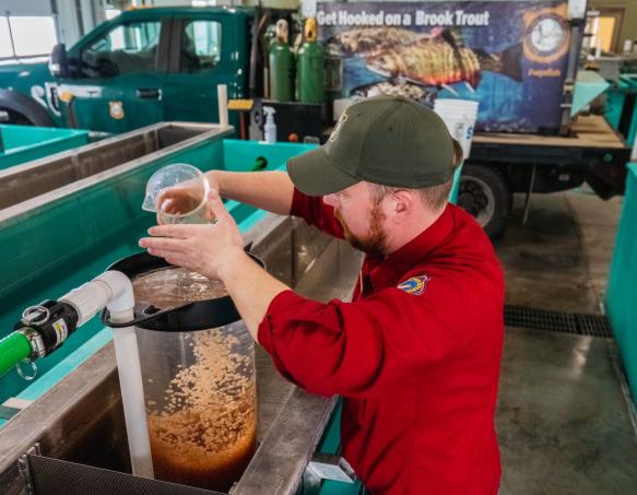 A Game and Fish Employee adds kokanee fish eggs to an incubation jar at Dan Speas Fish Hatchery