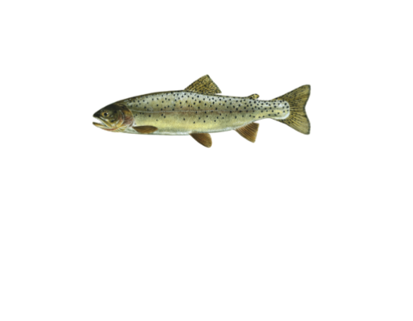 Yellowstone cutthroat trout illustration