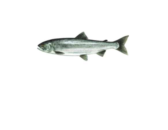 Kokanee fish illustration