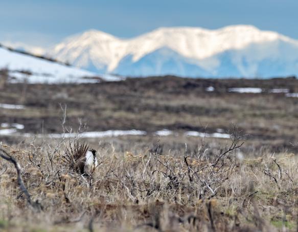 sage-grouse in from of mountains