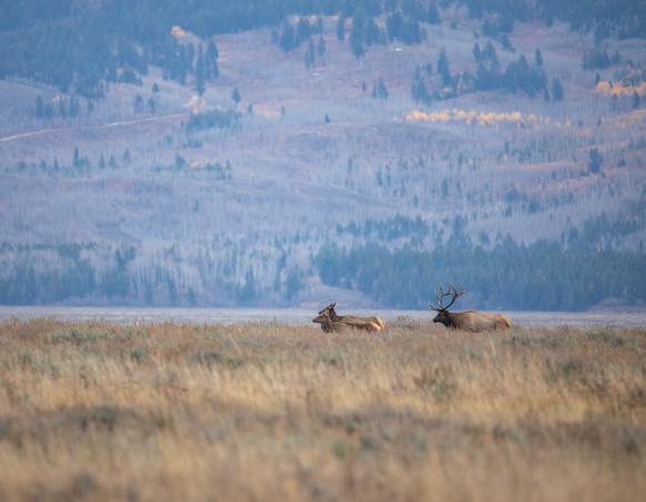 Bull and cow elk moving through field