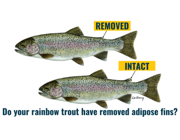 Two rainbow trout, one with a removed adipose fin