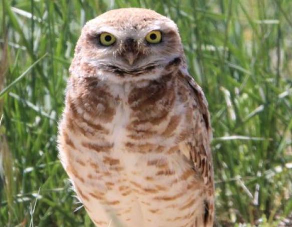 BURROWING OWL NEWS IMAGE SIZE