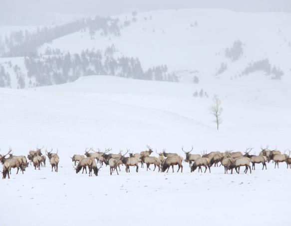 Elk feedgrounds