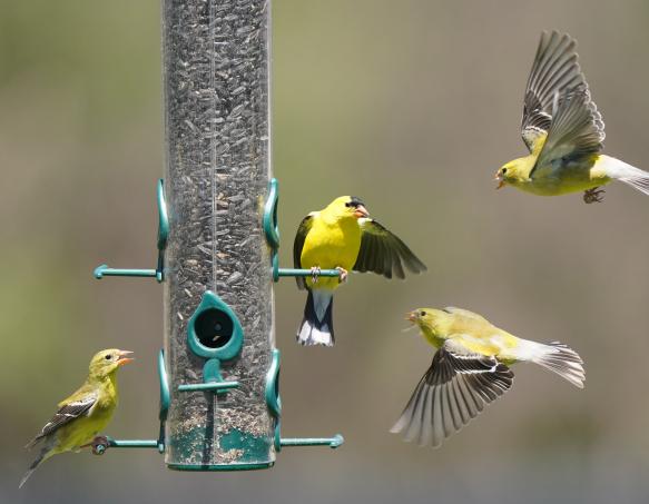 Goldfinches Goldfinches at birdfeeder