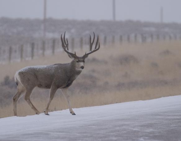 buck mule deer crossing a roadway