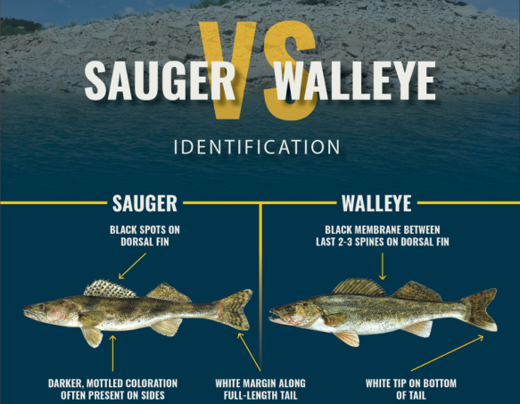 A graphic that shows the differences between sauger and walleye including the sauger's black spots on the dorsal fin, darker mottled coloration on the sides, and white margin along the full-length of the tail.
