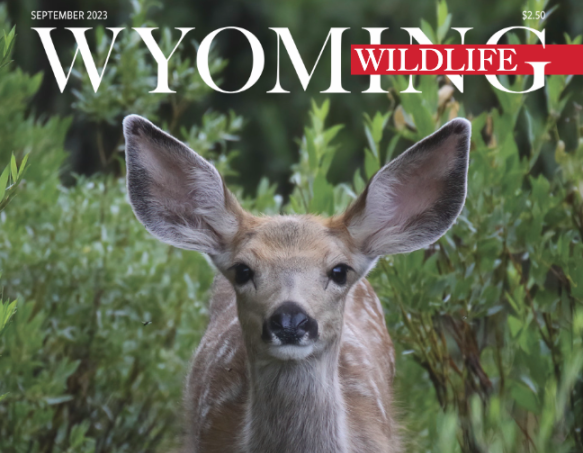 Mule Deer Special Issue of Wyoming Wildlife magazine The September 2023 cover of Wyoming Wildlife magazine featuring a photo of a mule deer standing in willows