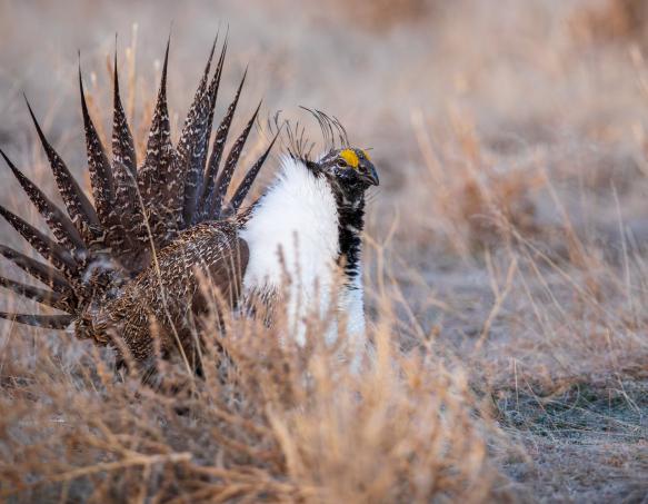 sage-grouse on lek