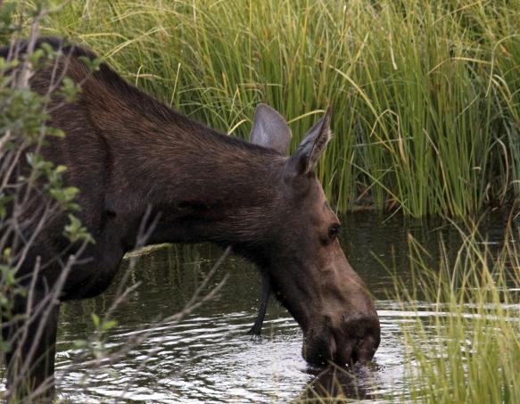 moose near water moose near water