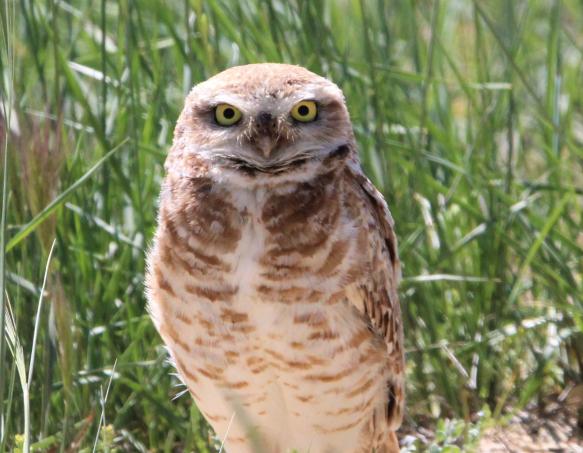 burrowing owl