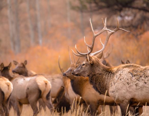 Photo of a bull elk and cow elk in Wyoming