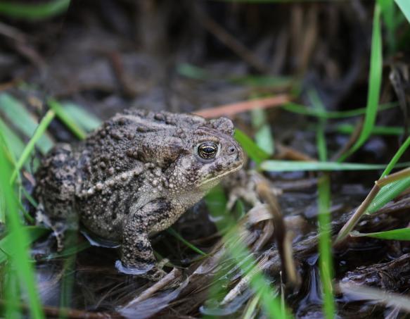 Wyoming toad in marsh