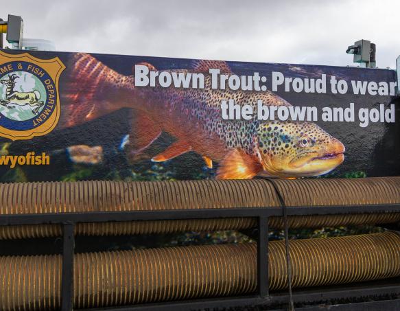 brown trout stocking truck