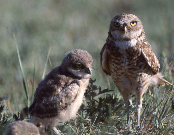 Burrowing owls 