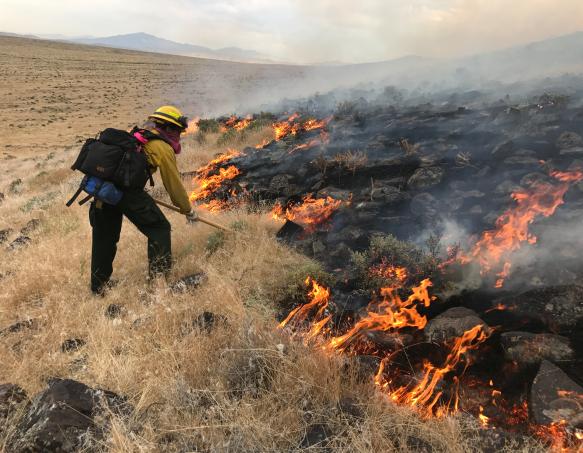 Firefighter working on a cheatgrass fire