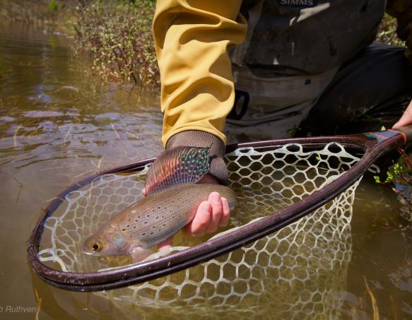 Arctic Grayling by Jake Ruthven