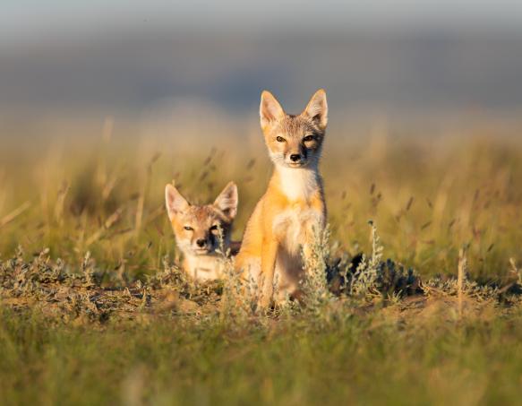 swift fox