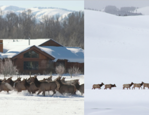 Two images showing the Jackson Elk Herd. The left image shows a herd of elk in front of a log home and the image on the right shows elk traversing a hilly snow-covered landscape.