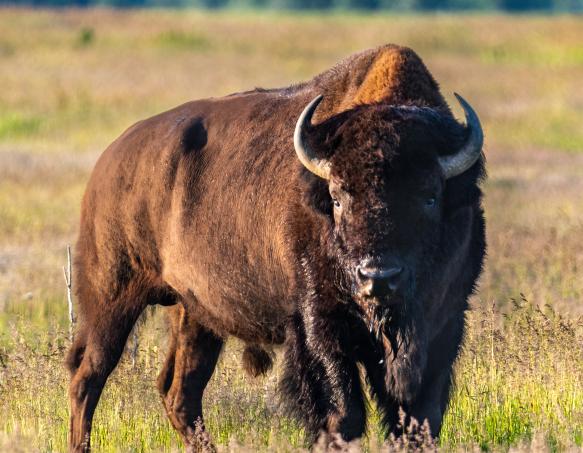 Bison, Jackson