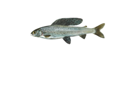 Arctic grayling fish illustration