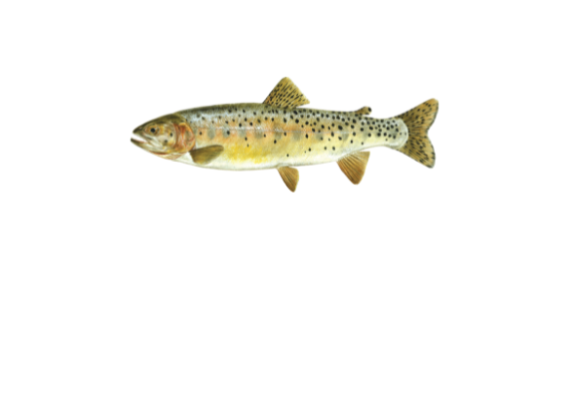 Bear River cutthroat trout fish illustration