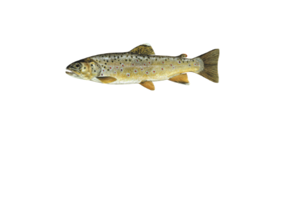 Brown trout fish illustration.
