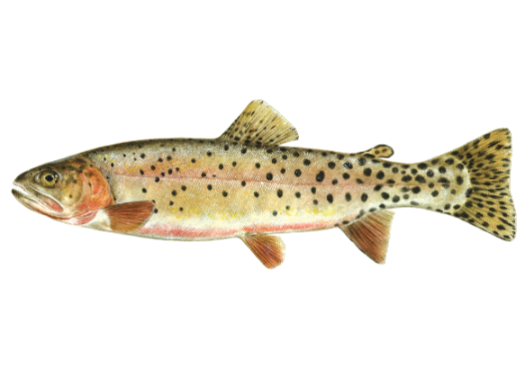 An illustration of the Colorado River cutthroat trout