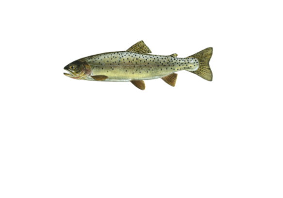 Yellowstone cutthroat trout illustration